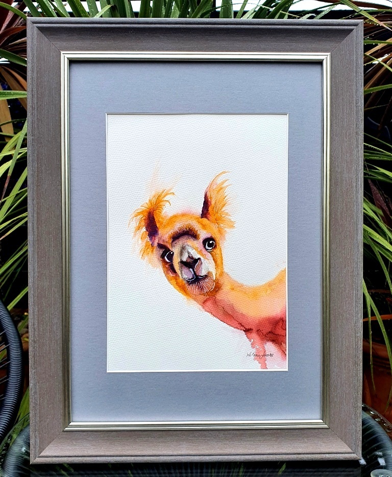 Drama Llama By Melanie Jacobs