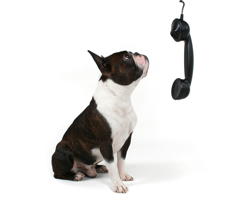 dog-on-phone